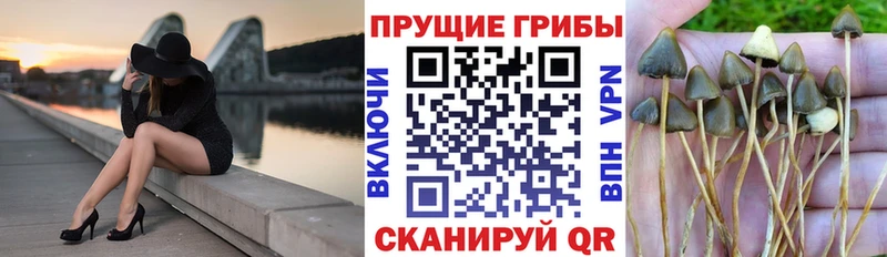 Псилоцибиновые грибы прущие грибы  Пролетарск 